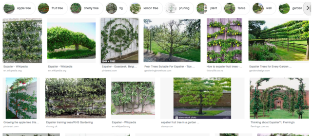 Espalier: A Lesson in Digital Abundance