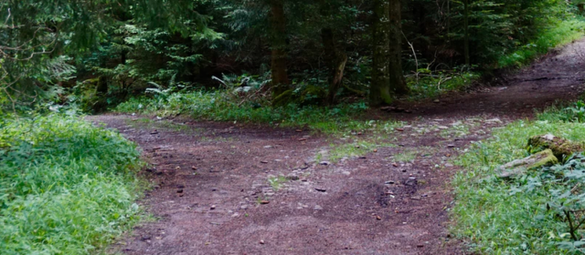 Considerations for using Branching Scenario Simulations in H5P