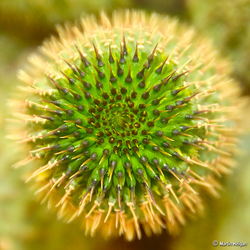 A close up of a hoodia cactus blossom in the early stage of new growth