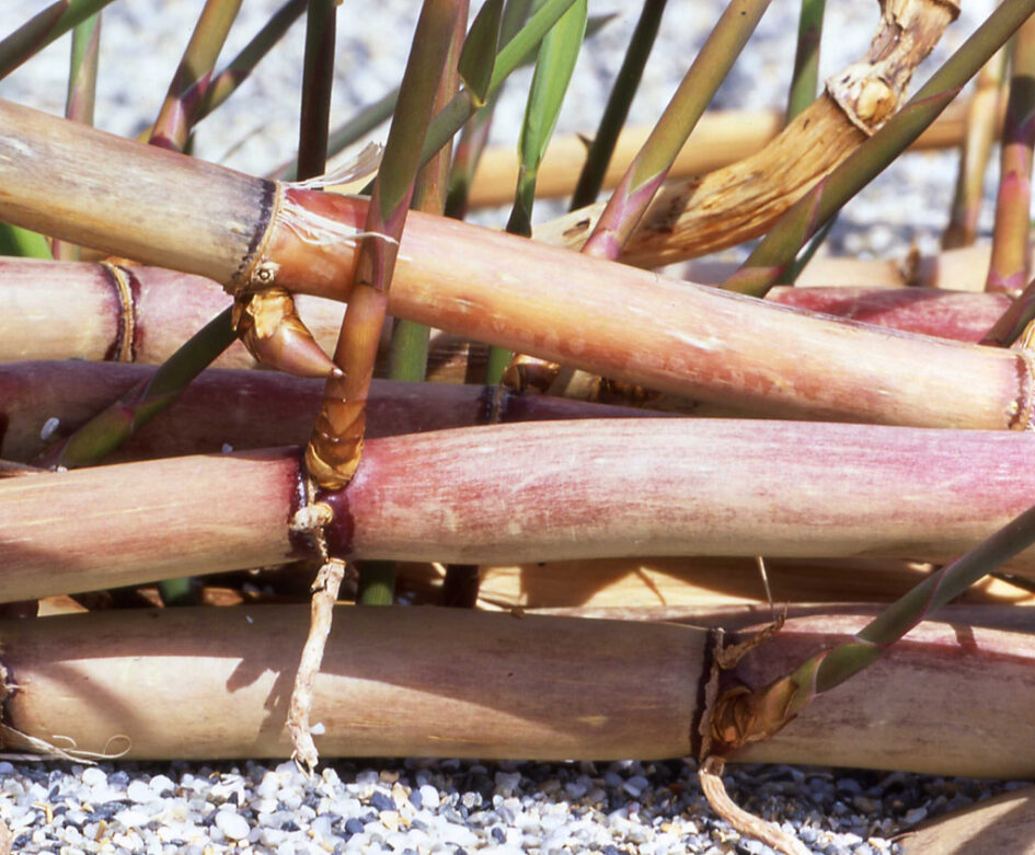 Rhizomes showing a main stalk and then new growth coming from it.