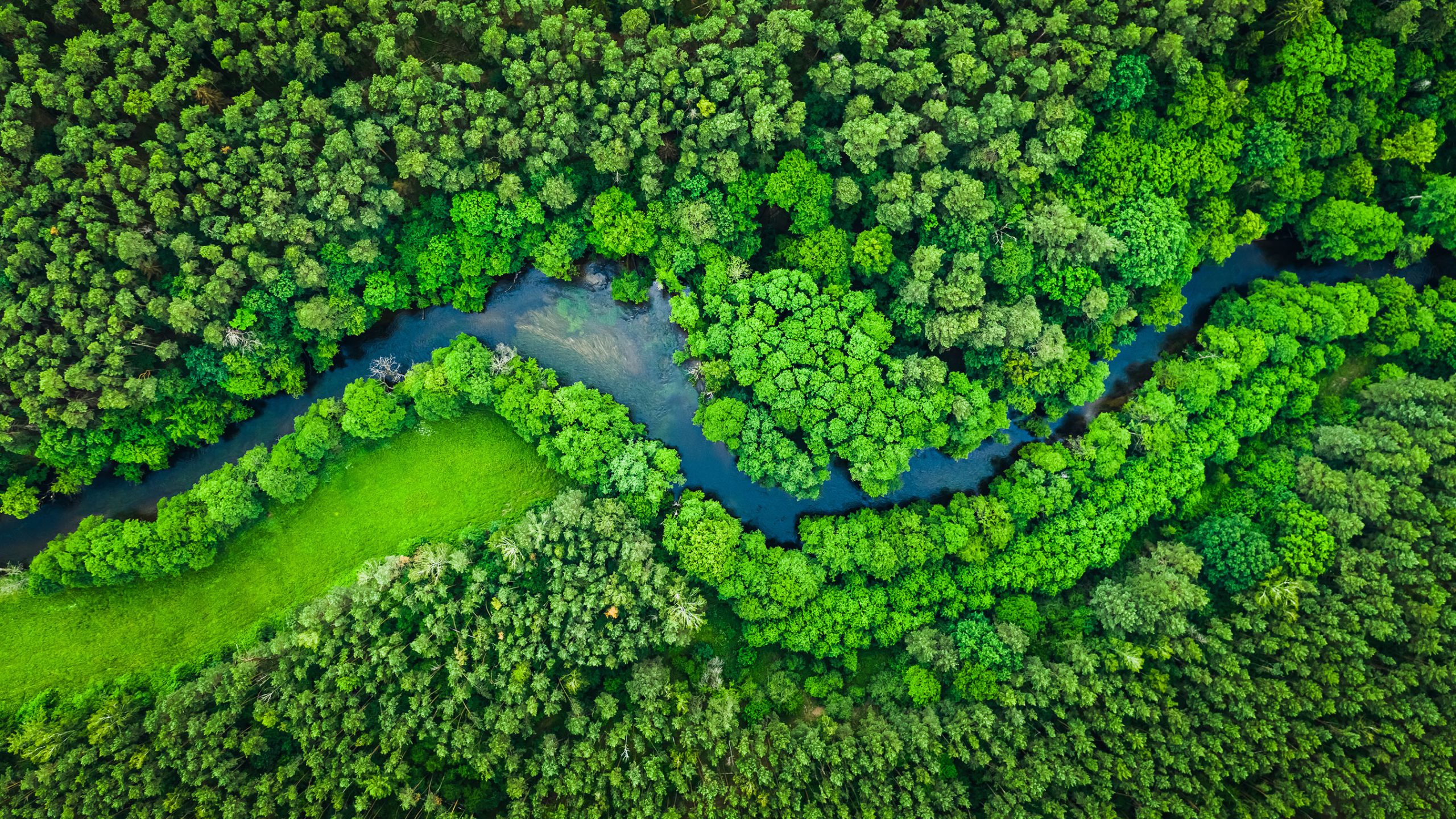 Aerial view of a river meandering through a lush, green forest